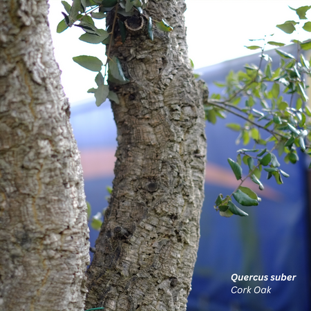 Quercus suber - image 2