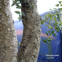 Quercus suber - image 2