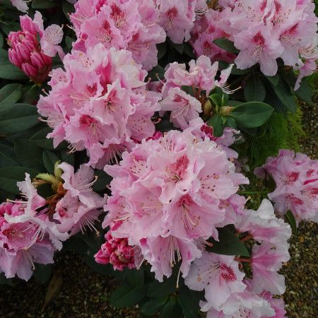 Rhododendron Albert Schweitzer