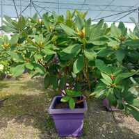 Rhododendron Anna Rose Whitney