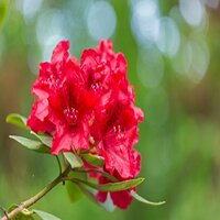 Rhododendron Arabesk