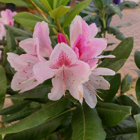 Rhododendron Cosmopolitan - image 1
