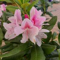 Rhododendron Cosmopolitan - image 1