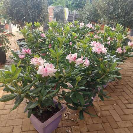 Rhododendron Cosmopolitan - image 2