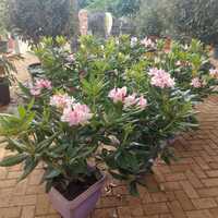Rhododendron Cosmopolitan - image 2