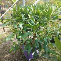 Rhododendron Cunninghams White