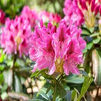 Rhododendron Etoile de Sleidinge