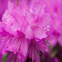 Rhododendron Gilbert Mullie