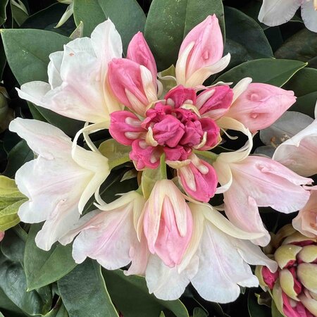 Rhododendron Golden Torch