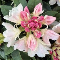 Rhododendron Golden Torch