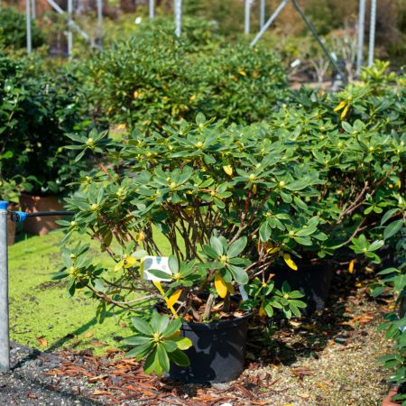 Rhododendron Horizon Monarch
