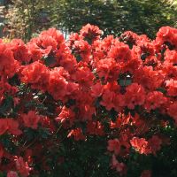 Rhododendron jap. Aladin Scout