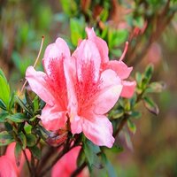 Rhododendron Madame Albert Hecke