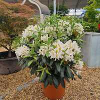 Rhododendron Madame Masson - image 1