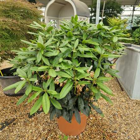 Rhododendron Madame Masson - image 2