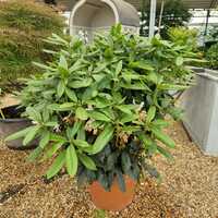 Rhododendron Madame Masson - image 2