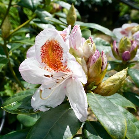 Rhododendron Madame Masson