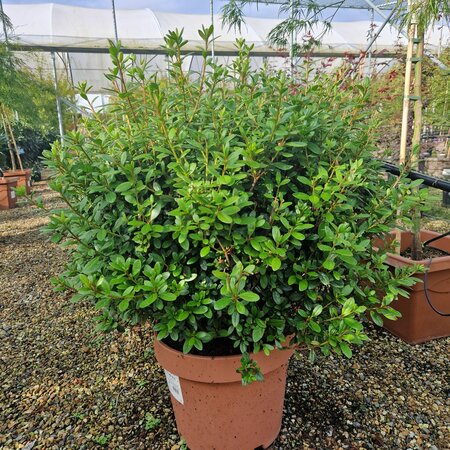Rhododendron Orange Scout