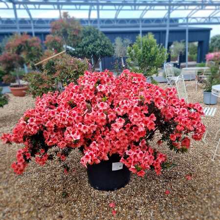 Rhododendron Perla del Lago