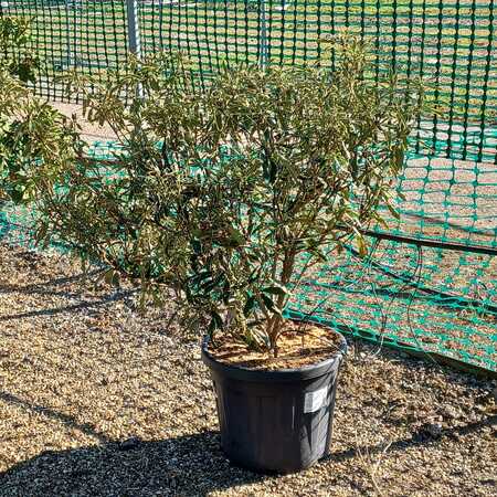 Rhododendron pon. Variegatum