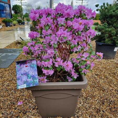 Rhododendron Praecox