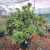 Rhododendron Red Jack - image 2