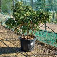 Rhododendron Red Jack
