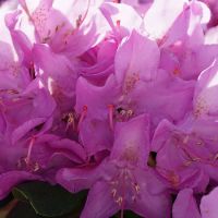 Rhododendron Roseum Elegans