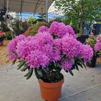 Rhododendron Roseum Elegans