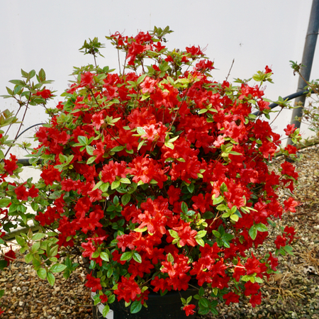 Rhododendron stewartianum