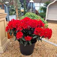 Rhododendron Tarragona