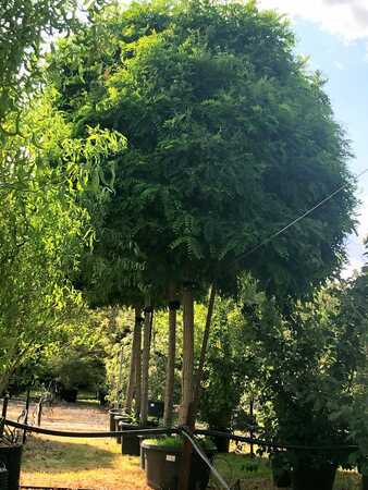Robinia pse. Umbraculifera - image 1