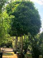 Robinia pse. Umbraculifera - image 1