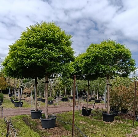 Robinia pse. Umbraculifera - image 1