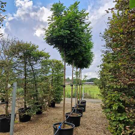 Robinia pse. Umbraculifera