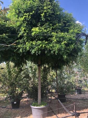 Robinia pse. Umbraculifera - image 2