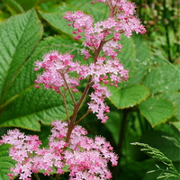 Rodgersia aes. henrici
