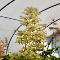 Rodgersia aesculifolia - image 3