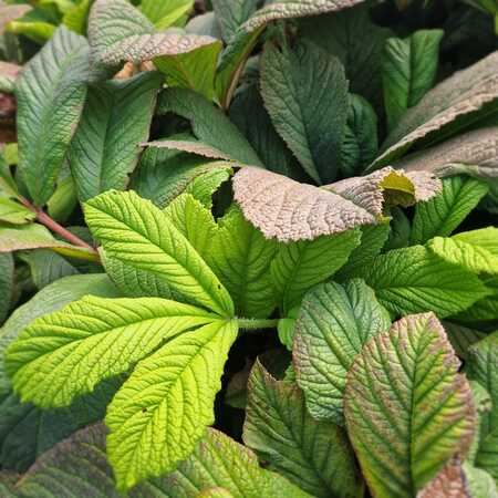 Rodgersia aesculifolia - image 1
