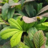 Rodgersia aesculifolia - image 1