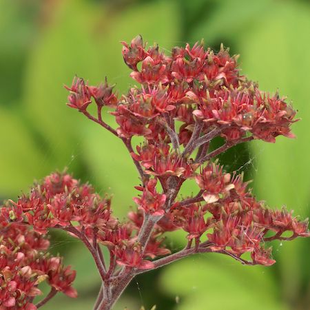 Rodgersia aesculifolia - image 2
