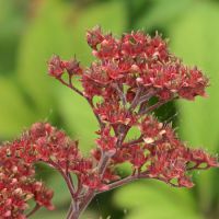 Rodgersia aesculifolia - image 2