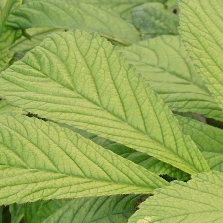 Rodgersia aesculifolia - image 1