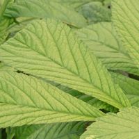 Rodgersia aesculifolia - image 1