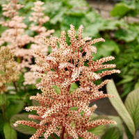 Rodgersia hen. Die Schone - image 1