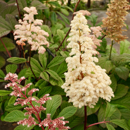 Rodgersia hen. Die Schone - image 2