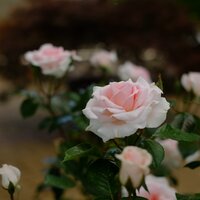 Rosa A Whiter Shade of Pale