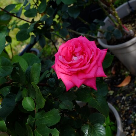 Rosa Acapella