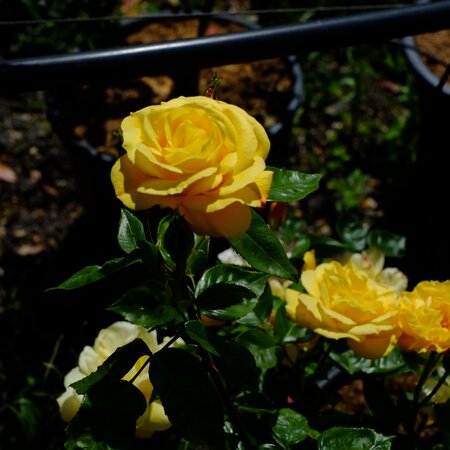 Rosa Arthur Bell