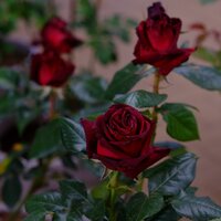 Rosa Black Baccara